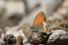 <p>OKÁČ STRDIVKOVÝ (Coenonympha arcania) jižní Morava ---- /Pearly heath butterfly - Weißbindiges Wiesenvögelchen/</p>